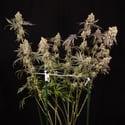 Tropicana Cookies (Zamnesia Seeds) Feminized