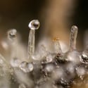 Tropicana Cookies (Zamnesia Seeds) Feminized