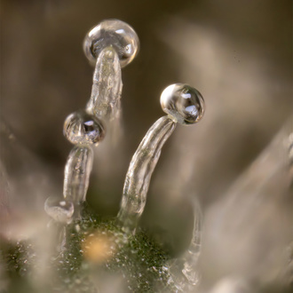 Tropicana Cookies (Zamnesia Seeds) Feminized