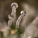 Tropicana Cookies (Zamnesia Seeds) Feminized