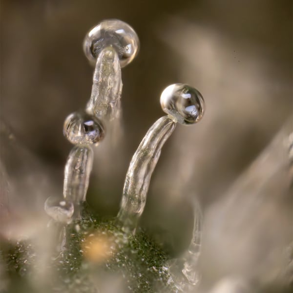Tropicana Cookies (Zamnesia Seeds) Feminized