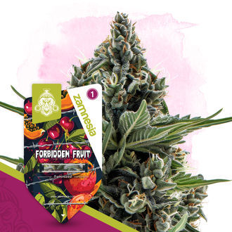 Forbidden Fruit (Zamnesia Seeds) feminisiert