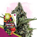 Forbidden Fruit (Zamnesia Seeds) feminized