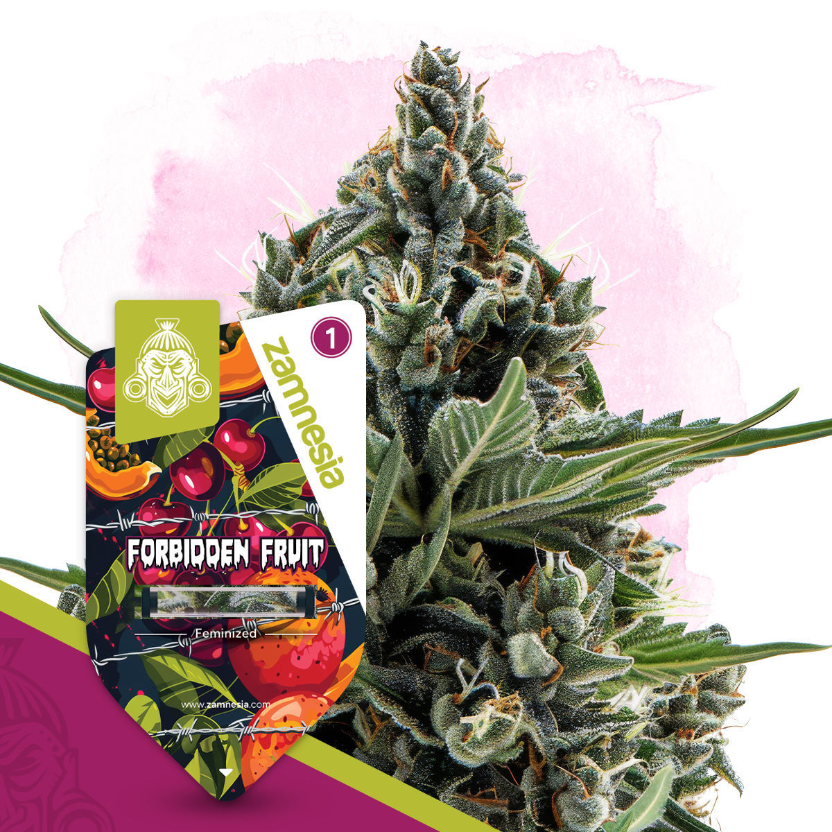 Forbidden Fruit Feminisiert (Don Avalanche Seeds)