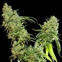 Cannatonic (Resin Seeds) feminisiert