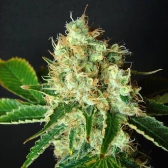 Bubblicious (Resin Seeds) feminisiert