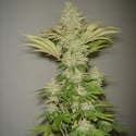 Bubblicious (Resin Seeds) feminisiert