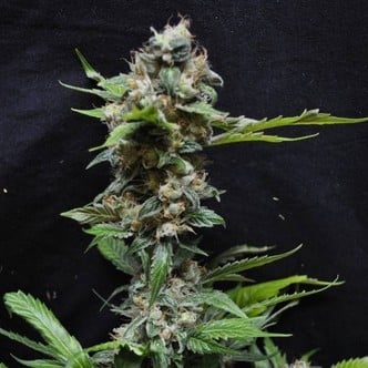 Yummy (Resin Seeds) feminized