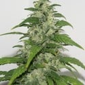 Yummy (Resin Seeds) feminized