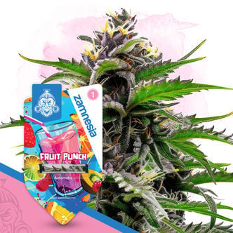 Fruit Punch Automatic (Zamnesia Seeds) feminisiert