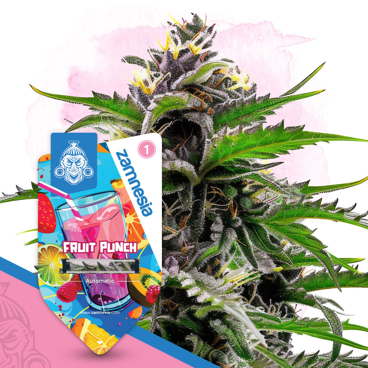 Fruit Punch Autoflower | Zamnesia Seeds