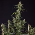 Fruit Punch Autoflower (Zamnesia Seeds) feminized