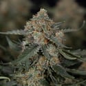 Fruit Punch Autoflower (Zamnesia Seeds) feminized