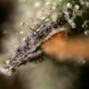 Fruit Punch Autoflower (Zamnesia Seeds) feminized