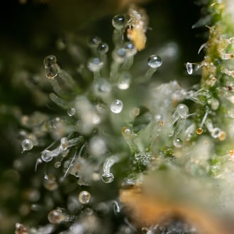 Fruit Punch Autoflower (Zamnesia Seeds) feminized