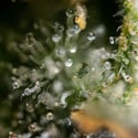 Fruit Punch Autoflower (Zamnesia Seeds) feminized