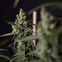 Fruit Punch Autoflower (Zamnesia Seeds) feminized