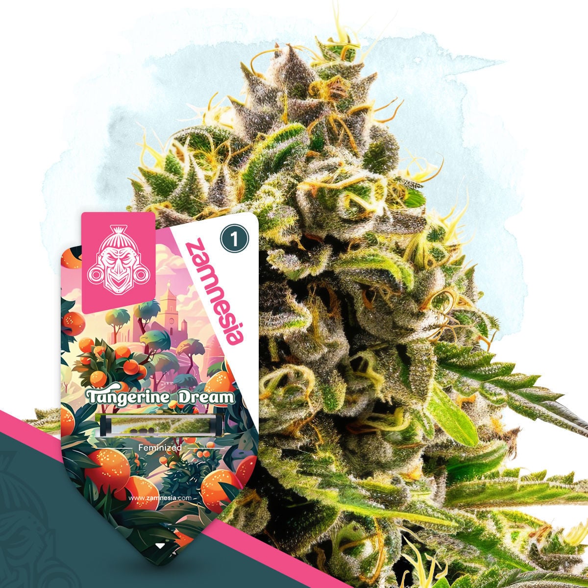 Tangerine Dream | Zamnesia Seeds
