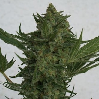 Critical Haze (Resin Seeds) feminisiert