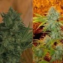 Critical Haze (Resin Seeds) feminized