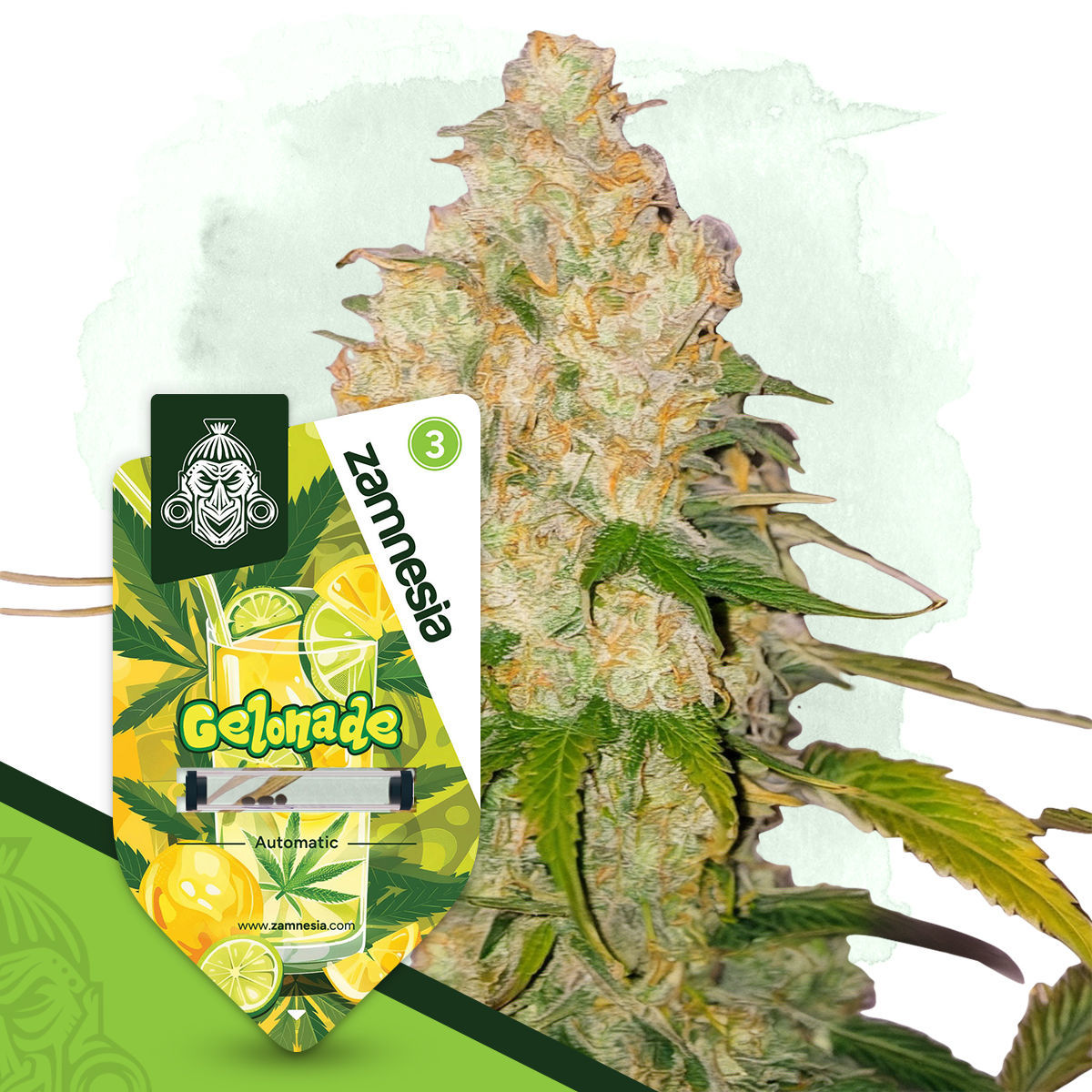 Gelonade Autoflower | Zamnesia Seeds