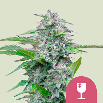 Critical (Royal Queen Seeds) feminisiert