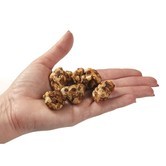 Psilocybe Tampanensis