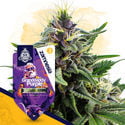 Granddaddy Purple (Zamnesia Seeds) feminisiert