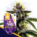 Granddaddy Purple Automatic (Zamnesia Seeds) feminisiert