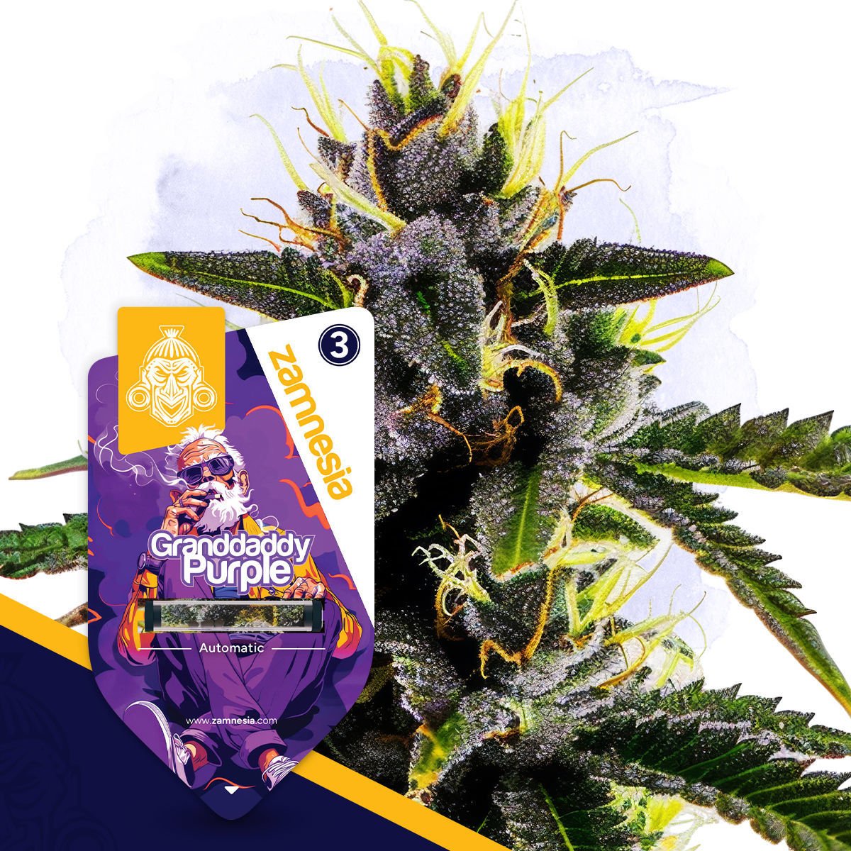 Granddaddy Purple Autoflower Cannabis Seeds