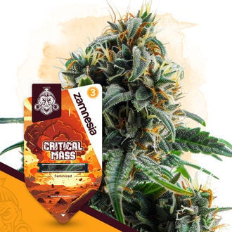 Critical Mass (Zamnesia Seeds) feminisiert