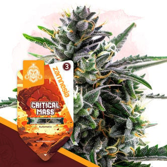 Critical Mass Automatic (Zamnesia Seeds) feminisiert