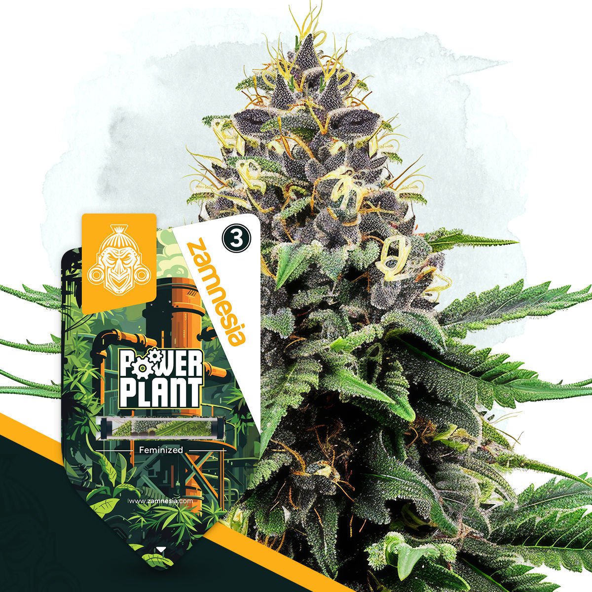 Power Plant Feminisiert (Sensi Seeds)