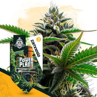 Power Plant Automatic (Zamnesia Seeds) feminisiert