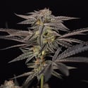Georgia Pie (Zamnesia Seeds) feminized