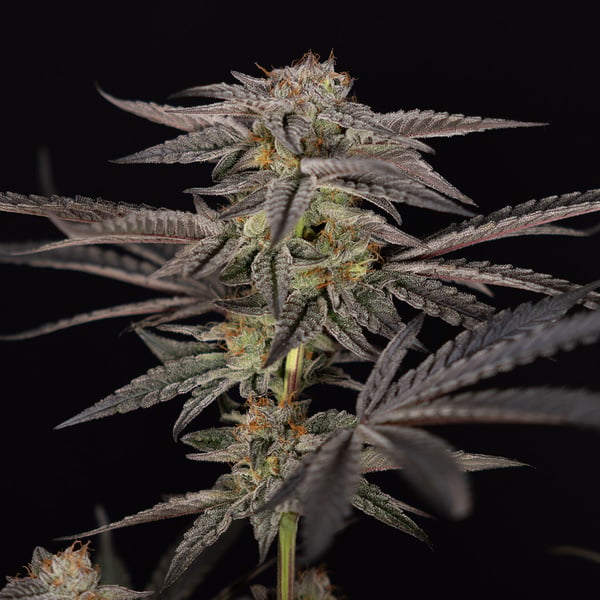 Georgia Pie (Zamnesia Seeds) feminized