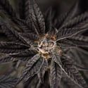 Georgia Pie (Zamnesia Seeds) feminized