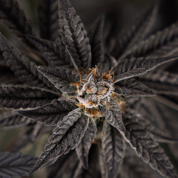 Georgia Pie (Zamnesia Seeds) feminized