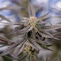 Georgia Pie (Zamnesia Seeds) feminized