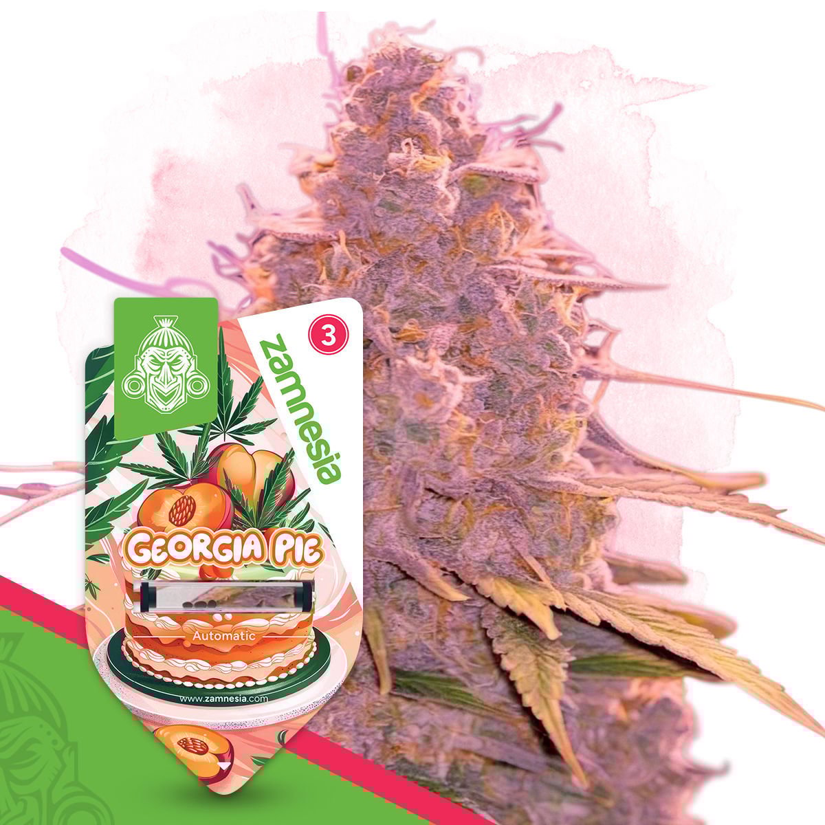 Kush Mints X Peach Ozz Feminisiert (Perfect Tree Seeds)