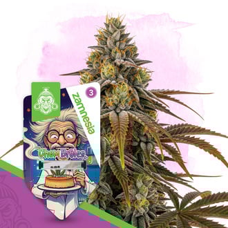 Chem Brulee (Zamnesia Seeds) feminized