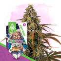 Chem Brulee (Zamnesia Seeds) feminized