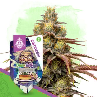 Chem Brulee Autoflower (Zamnesia Seeds) feminized