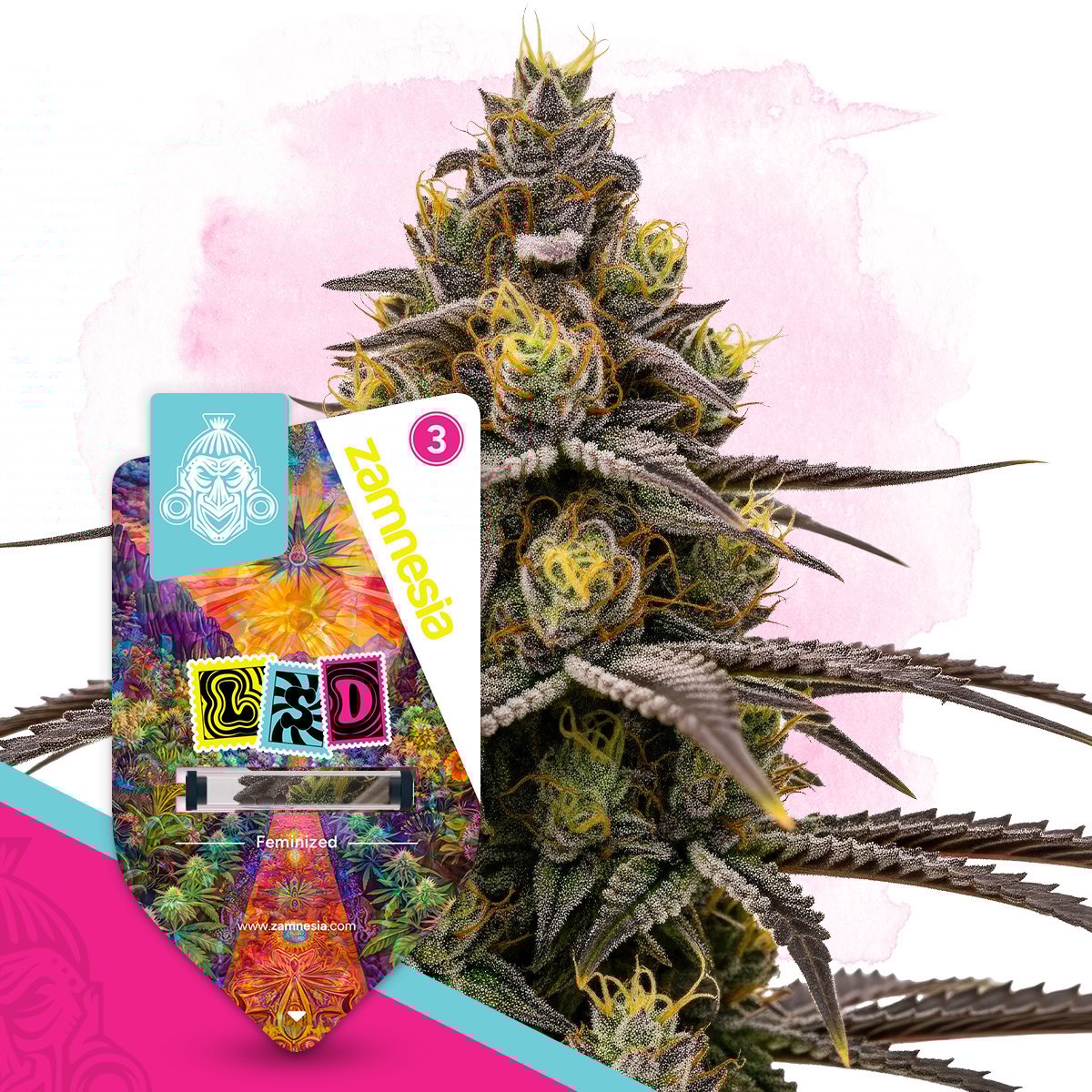 Zod Feminisiert (Moxie Seeds)