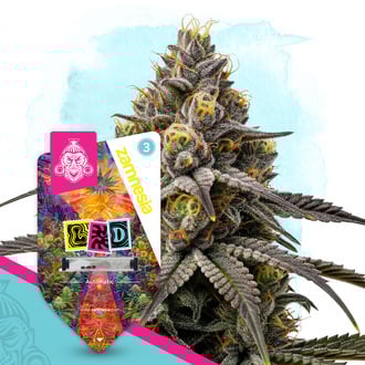 LSD Autoflower (Zamnesia Seeds) feminized