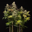 LA Kush Cake (Zamnesia Seeds) feminized