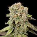 LA Kush Cake (Zamnesia Seeds) feminized