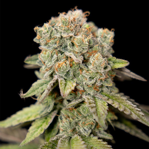 LA Kush Cake (Zamnesia Seeds) feminized
