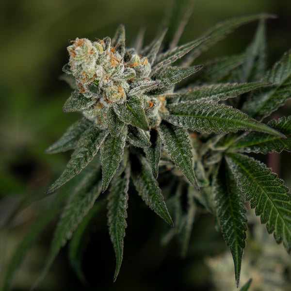 LA Kush Cake (Zamnesia Seeds) feminized