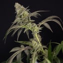 LA Kush Cake (Zamnesia Seeds) feminized